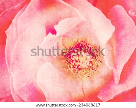 Distressed rose background, pink. Faded youth or love. Memories. Filtered image.