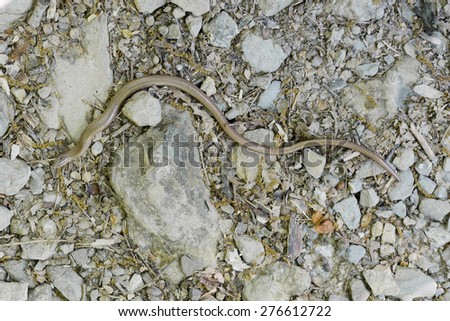 Anguis fragilis, or slow worm, slow-worm or slowworm, a limbless reptile native to Eurasia. Aka blindworm or blind worm.