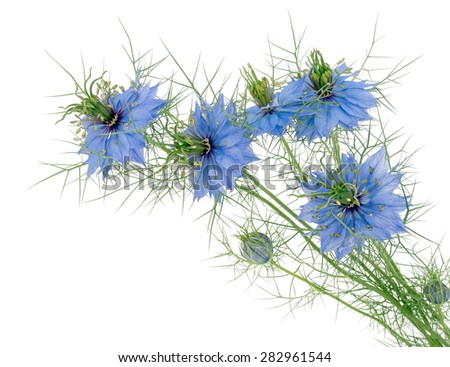 Nigella damascena aka Love-in-a-mist. Beautiful blue cottage garden plant. Flowers isolated on white.