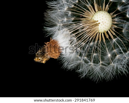 Dandelion seeds hanging on - time to move on psychology metaphor. Personal development etc