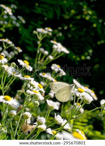Beautiful midsummer\'s day. Small cabbage white butterfly backlit by sinking sun. With daisies.