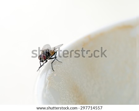 Cappuccino coffee shared with fly, rubbing its feet together. Lovely! Disease risk etc.