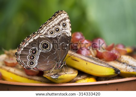 Blue morpho butterfly enjoying fruit lunch. With small fly on wing! Morpho peleides.