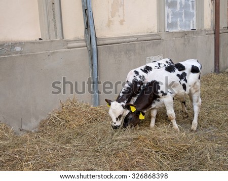 Two black and white calves, Friesian, Holstein, indoors. Tagged. Farming.