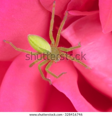 Small green Huntsman spider in bright pink rose. Micrommata virescens.