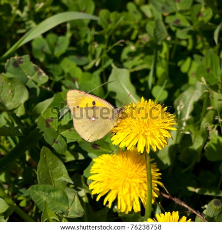 Clouded yellow butterfly on dandelion flower