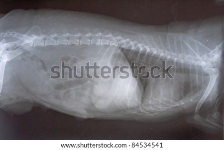 X-Ray scan of small, old female dog Yorkie with pathology (cancer)