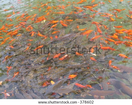 Orange fishes