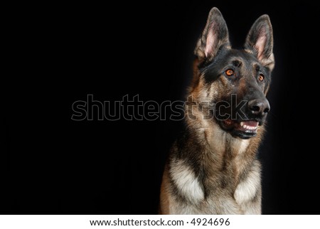 Black Background Dog