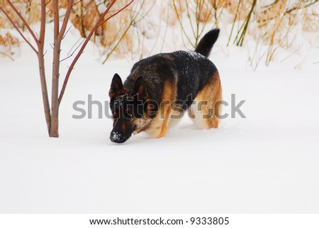 German Shepherd search dog, in snow