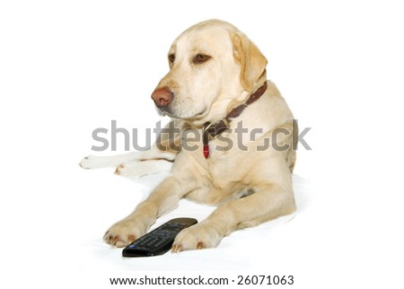 Yellow Lab Backgrounds