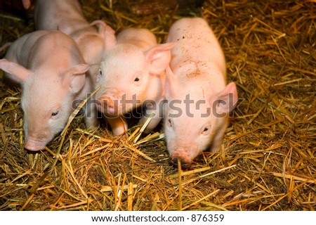 group of pigs