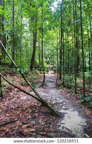 Jungle walk, Borneo, Malaysia