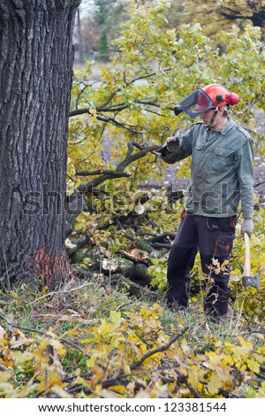 Man at work, cutting a huge oak tree with a chain saw