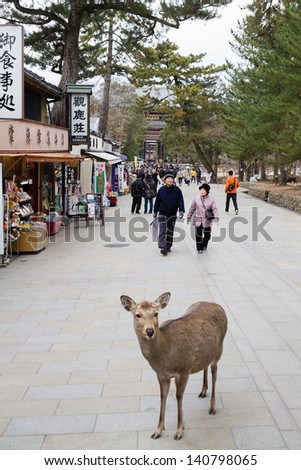 NARA, JAPAN - JANUARY 11: Visitors feed wild deer on January 11, 2013 in Nara, Japan. Nara is a major tourism destination in Japan - former capita city and currently UNESCO World Heritage Site.