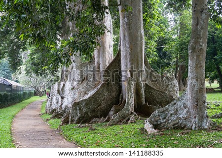 Giant tree roots, Botanical Garden, Sri Lanka