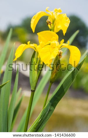 Beautiful yellow flag blooming