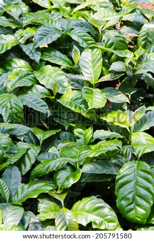 Green coffee leaves. Coffee plantation in El Salvador, Rura de las Flores, Central America.