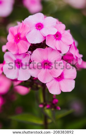 Pink Phlox flower - genus of flowering herbaceous plants with beautiful bokeh, selective focus