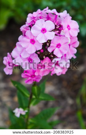 Pink Phlox flower - genus of flowering herbaceous plants with beautiful bokeh, selective focus