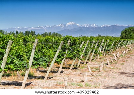 Vineyards. Volcano Aconcagua Cordillera. Andes mountain range, in Maipu, Argentine province of Mendoza