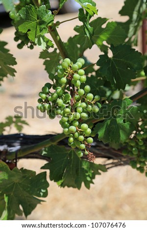 Beautiful, healthy cluster of merlot grapes on a vine in Napa Valley, California