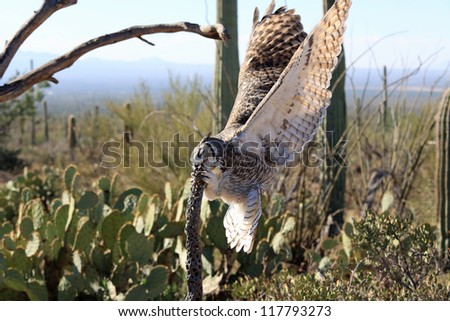 Great horned owl hunting in the Arizona Sonora desert