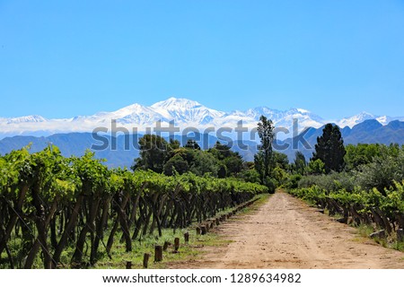 The beautiful snow capped Andes mountains and vineyard growing malbec grapes in the Mendoza wine country of Argentina, South America.