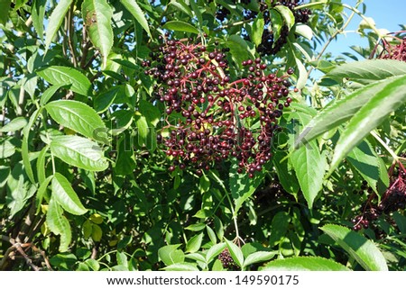 Healthy elderberry tree full of ripening fruit