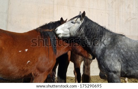 Beautiful horse with a healthy coat, kissing his friend