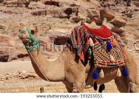 Healthy camel in Petra, waiting to give a tourist a ride