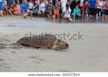 JUNO BEACH, FLORIDA/USA - MARCH 21:  On March 21, 2015, the loggerhead turtle \
