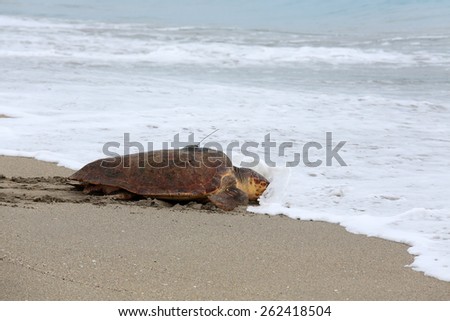 Adult female loggerhead turtle fitted with a transmitter is released back into the wild