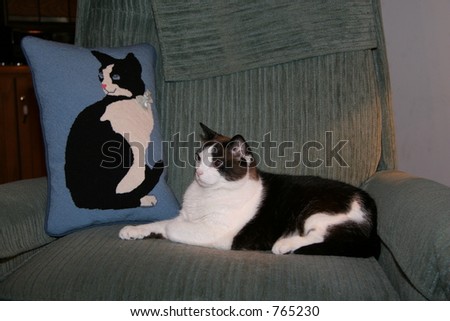 Cat with embroidered image on an accent pillow