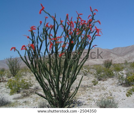 stock-photo-ocotillo-cactus-in-the-mojave-desert-of-california-2504350.jpg