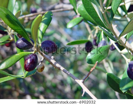 Olive Tree in Portofino, Italy, with Ripe Fruit
