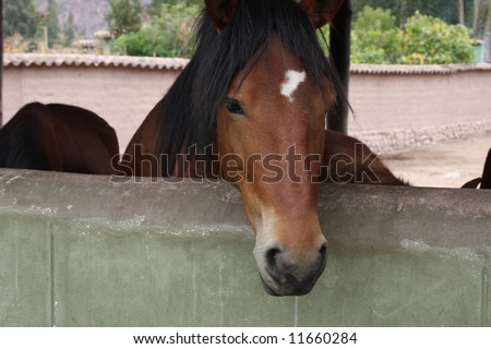 Peruvian Paso Horse in a stable near Cusco, Peru
