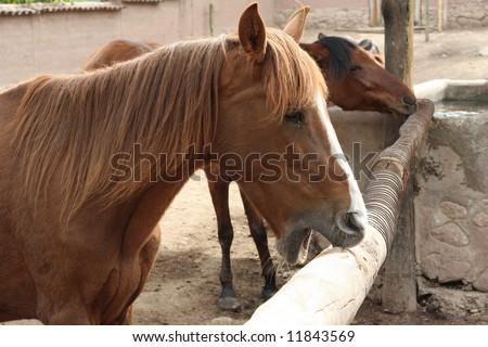 Handsome Peruvian Paso Horse Displays a Bad Habit