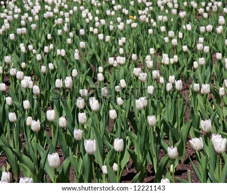 A sea of white tulips and one yellow flower