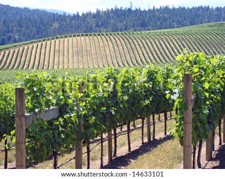 Attractive Vineyard in Northern California\'s Wine Country