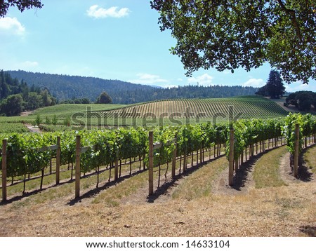 Attractive Vineyard in Northern California\'s Wine Country