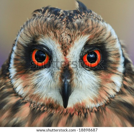 Trick or Treat look in the eyes of a wild owl