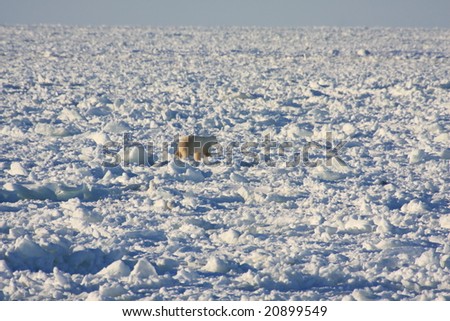 Polar bear hunting seals on the ice cap in Hudson Bay, Canada
