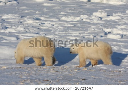 Polar bear mother and cub walking on the arctic snow pack