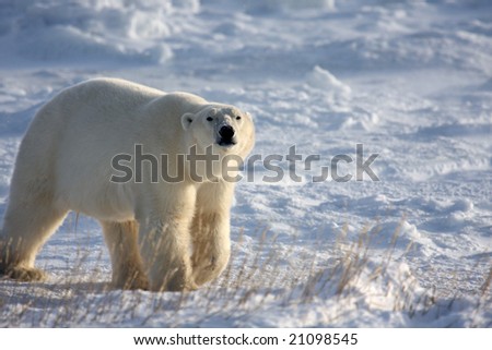 Male polar bear sniffing the air while walking on the arctic ice pack