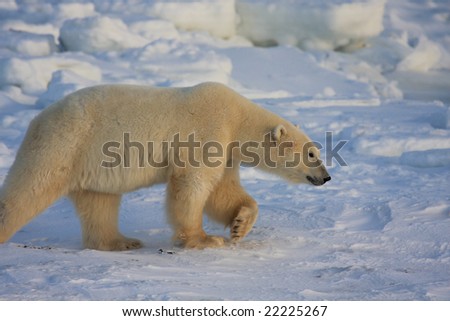 Polar bear walking on the ice pack in Hudson bay
