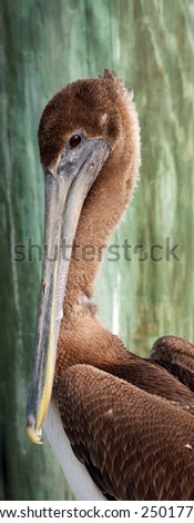 Close-up of a brown pelican in South Florida