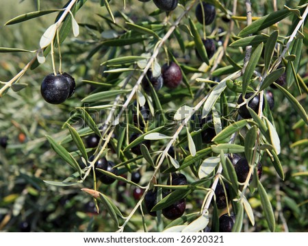 Black Olive trees with ripening fruit in California