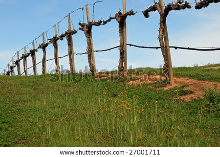 Typical California vineyard in the spring before the vines produce leaves or grapes