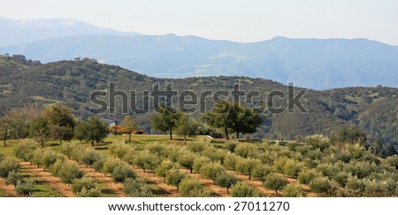 Olive orchard in central California